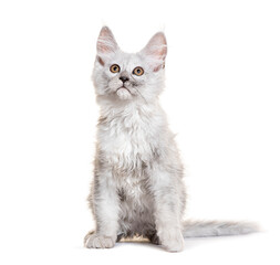 Obraz premium Cute maine coon kitten looking up on white background