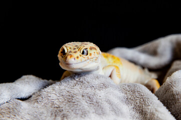 Friendly reptile resting in warm and comforting surroundings. Lizard close-up