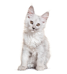 Cute maine coon kitten sitting and looking at camera on white background