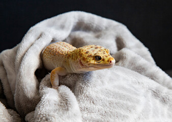 Exotic pet gecko in cozy home environment. Lizard close-up