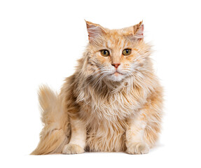 Majestic maine coon cat sitting and posing on white background
