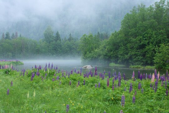 prairie de lupins au bord d'un lac &agrave; Dalen, dans le T&eacute;l&eacute;mark en Norv&egrave;ge, dans la brume