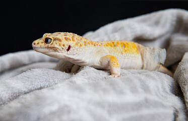 Lovely gecko comfortably nestled in gray blanket. Lizard close-up