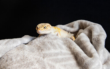 Small spotted reptile laying on soft cloth. Portrait of eublefar. Beautiful lizard and nearby place for text