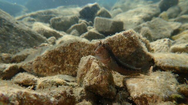 Ringneck blenny (Parablennius pilicornis) undersea, Ligurian Sea, Italy, Imperia
