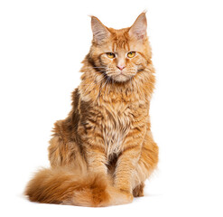 Majestic maine coon cat sitting gracefully on white background © Eric Isselée