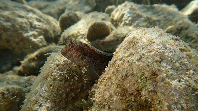 Ringneck blenny (Parablennius pilicornis) undersea, Ligurian Sea, Italy, Imperia
