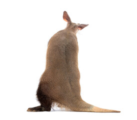 Aardvark showing its back and looking away on white background