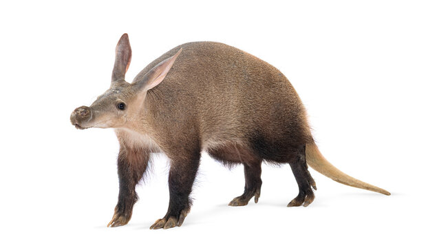 Aardvark walking on white background, orycteropus afer