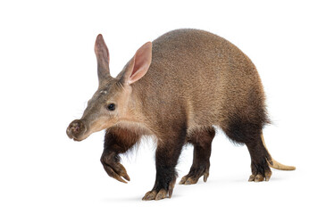 Full length profile of an aardvark walking against a white background