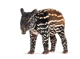 Young malayan tapir standing on white background