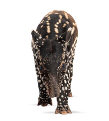 Young malayan tapir walking on white background
