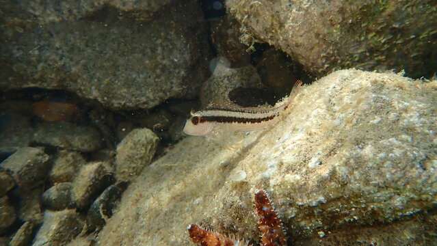 Ringneck blenny (Parablennius pilicornis) undersea, Ligurian Sea, Italy, Imperia
