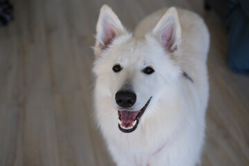Close-up indoor portrait of a White Swiss Shepherd dog looking at the camera with a happy expression.