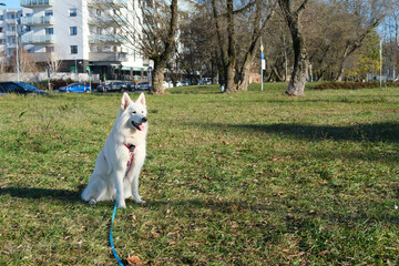 White Swiss Shepherd sitting on grass in an open park with leash and harness. Trees and buildings in the background.