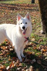White Swiss Shepherd standing on grass with fallen autumn leaves, looking forward with tongue out.