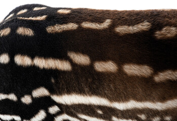 Close up of malayan tapir fur showing unique color pattern
