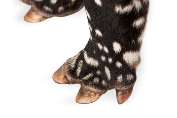 Hooves of malayan tapir showing four toes on white background