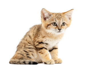Sand cat kitten sitting and looking curious on white background