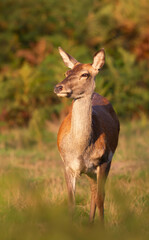 Fototapeta premium Red deer hind standing in autumn meadow