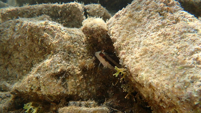 Ringneck blenny (Parablennius pilicornis) undersea, Ligurian Sea, Italy, Imperia
