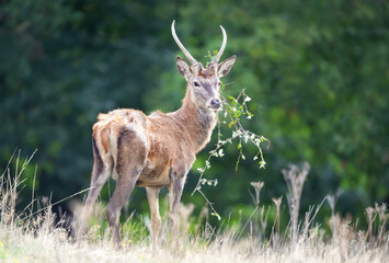 Young red deer stag with grass on antlers in autumn