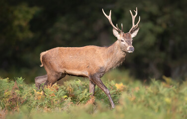 Fototapeta premium Young red deer stag walking among green ferns in a forest