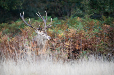Majestic red deer stag with large antlers in a meadow