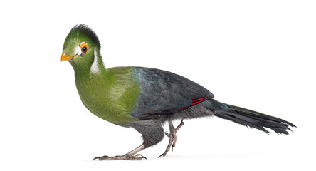 White cheeked turaco walking on white background