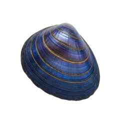 A pristine bivalve clam shell, deep blue to iridescent purple with brown/pink stripes, growth rings, in extreme macro shot on a transparent background, soft studio light, purity of natural marine art