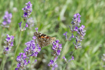 Painted Lady (Vanessa cardui) butterfly perched on lavender in Zurich, Switzerland
