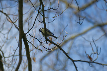 Great tit (Parus major) sitting in a tree in Zurich, Switzerland