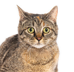 Fototapeta premium European cat showing surprise with big eyes on white background