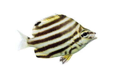 Stripey fish isolated on white, a common marine animal