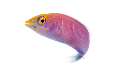 Juvenile white barred wrasse swimming on white background