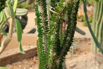 Alluaudia procera has a rounded, shiny gray stem with thorns arranged in spiral pattern. Between thorns are small green leaves (they fall off in dry season). The stem of "Madagascar ocotillo" tree 
