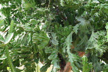 Euphorbia lactea Cristata has twisted, wavy stem resembling the Great Wall of China or fan. Variegated Euphorbia to group of plants with green and creamy-white patterns on their leaves or stems
