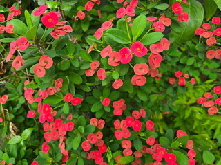 Corona de Sespina have bright red flowers contrasting with long, dark green leaves on grey background, Crown of thorns is succulent plant. Euphorbia milii Des Moul trunk is surrounded by thorns.
