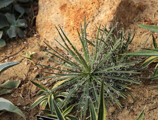 Smallflower Century Plant: Dark green leaves with white stripes, white margins and white hairs resembling whiskers. Smallflower Agave, Little Princess Agave
