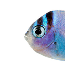 Close up of vibrant juvenile watanabe's angelfish face