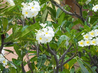 View from under the Frangipani tree. The distinct branches and patterns on underside of the leaves can be seen. Plumeria obtusa leaves are thick, tough, midribs branch out like feathers. Plumeria obtu