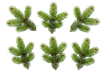 Six green pine tree branches isolated on transparent background