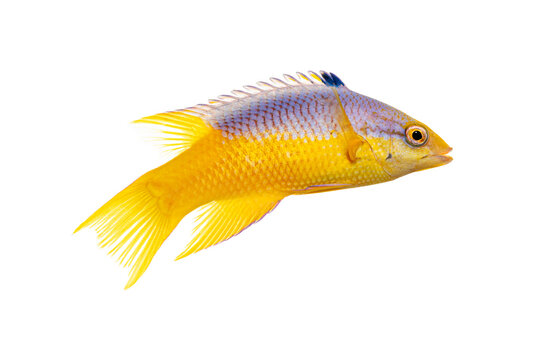 Spanish hogfish swimming gracefully on white background