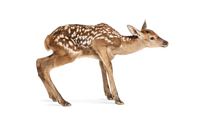 Few hours old red deer fawn, cervus elaphus, standing on white background