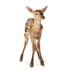 Few hours old red deer fawn standing on white background