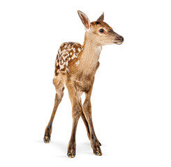 Fototapeta premium Red deer fawn standing on white background