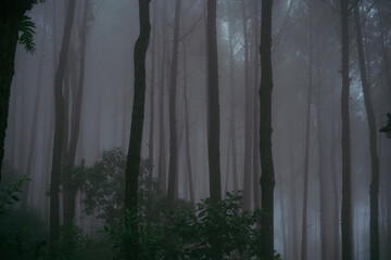 The image shows a pine forest area in Yogyakarta, as fog descends over the area.