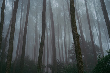 The image shows a pine forest area in Yogyakarta, as fog descends over the area.