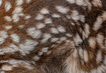 Close up of red deer fawn fur showing white spots © Eric Isselée