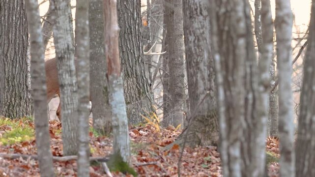 Whitetail buck deer (odocoileus virginianus) rubbing his antlers on a maple sapling then walking out from trees during fall rut in Wisconsin